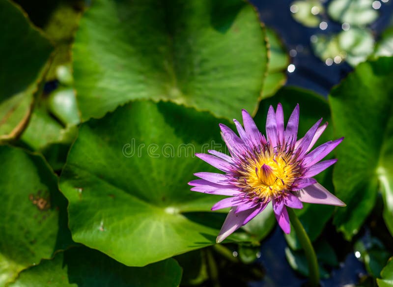 Flor de Lotus con luz del sol por la mañana fotografía de archivo libre de regalías Flor de Lotus con luz del sol por la mañana fotografía de archivo libre de regalías