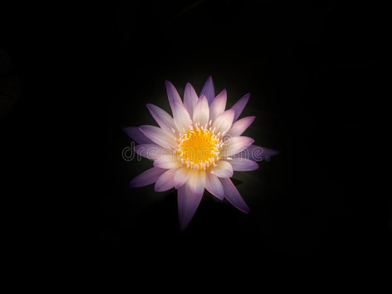 Flor de Lotus na lagoa da cidade fotografia de stock Flor de Lotus na lagoa da cidade fotografia de stock
