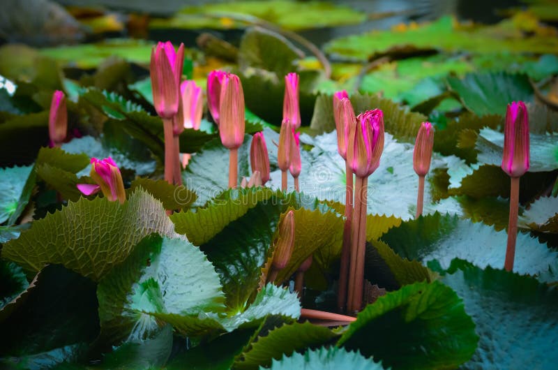 Natural Pink Lotus flower or waterlily with white lighting in water. Natural Pink Lotus flower or waterlily with white lighting in water