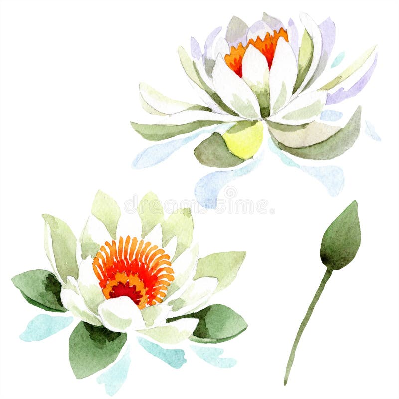 Flor de lótus brancos da aquarela Flor botânica floral Elemento isolado da ilustração ilustração royalty free Flor de lótus brancos da aquarela Flor botânica floral Elemento isolado da ilustração ilustração royalty free
