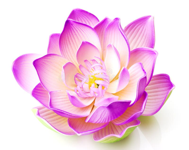 3d illustration of pink lotus flower in bloom, white background. 3d illustration of pink lotus flower in bloom, white background.