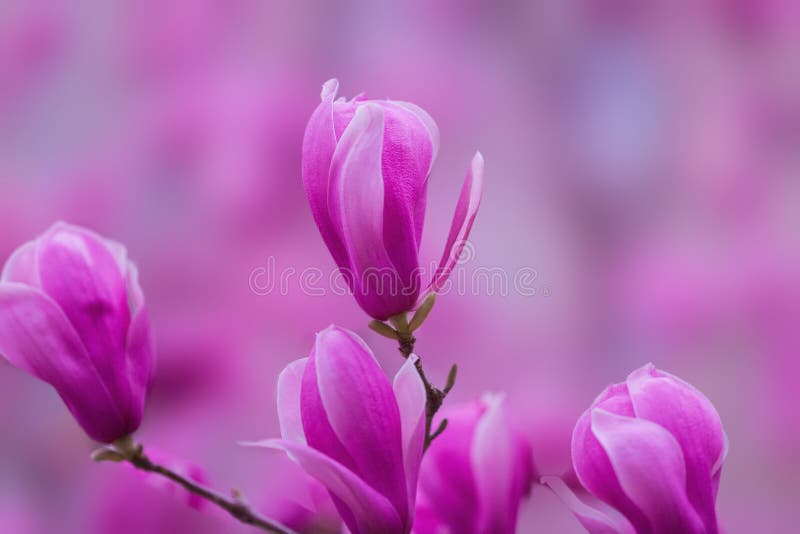 Flor De Magnolia Púrpura Cuelga De La Rama Imagen de archivo - Imagen de  gris, claro: 194180771