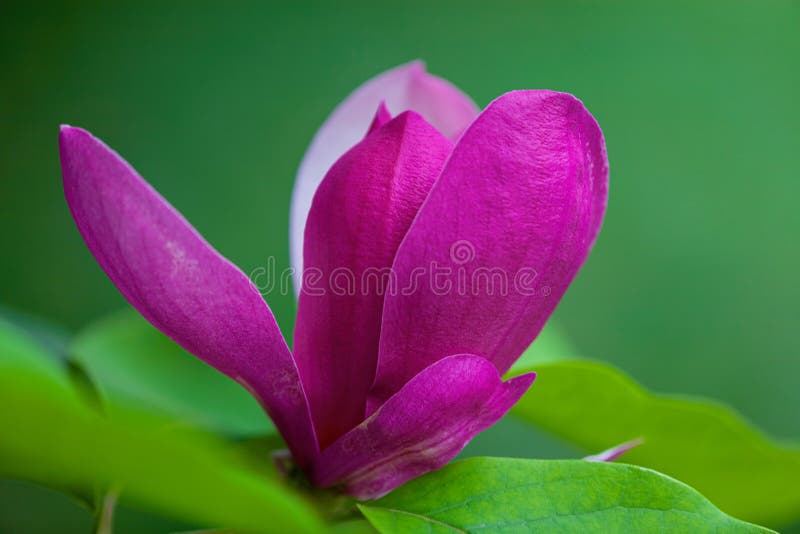 Flor De Magnolia Púrpura En Rama Foto de archivo - Imagen de brillante,  pascua: 190924470