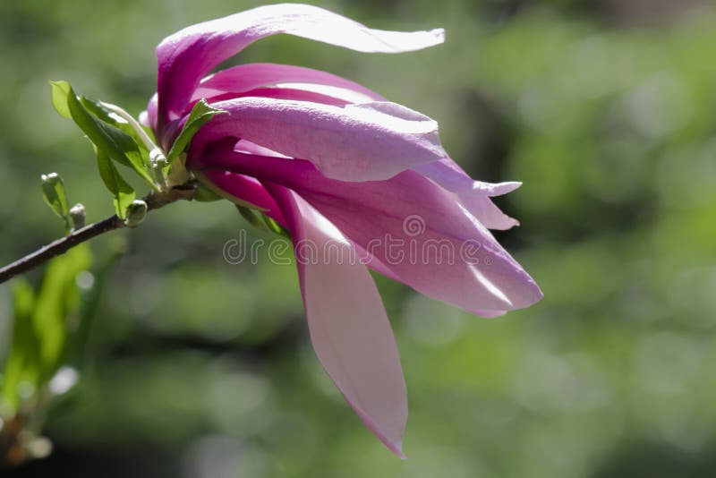 Flor De Magnolia Púrpura En Un árbol Foto de archivo - Imagen de fondo,  pétalo: 211782406