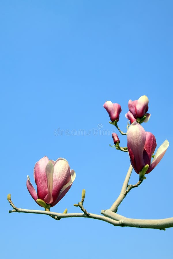Flor de magnólia roxa em fundo de céu azul imagem de stock