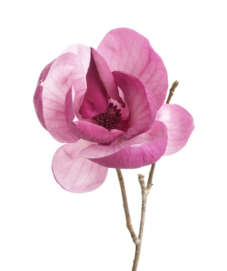 Flor de magnólia roxa isolada sobre fundo branco com caminho de recorte foto de stock