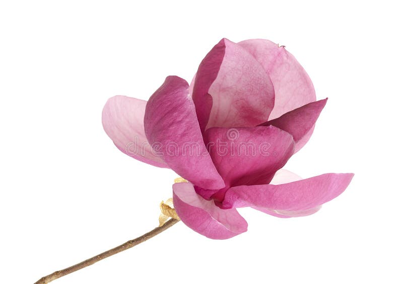 Flor de magnólia roxa isolada sobre fundo branco com caminho de recorte fotografia de stock