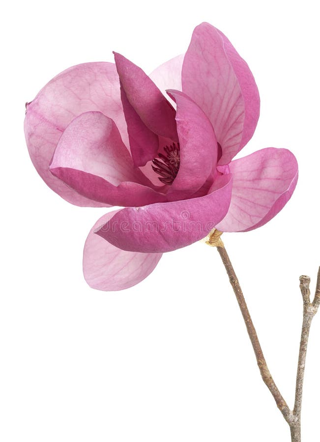 Flor de magnólia roxa isolada sobre fundo branco com caminho de recorte fotos de stock
