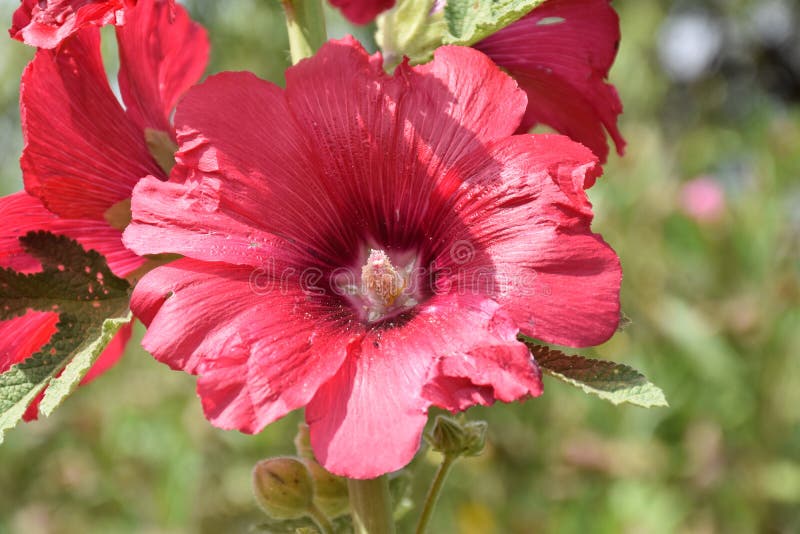 Flor De Mallow Alcea Rosea. Foto de archivo - Imagen de brote, verde:  204001298