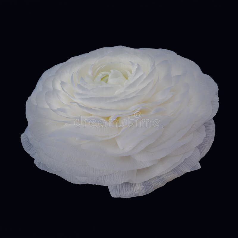 Flor De Mariposa Blanca Brillante Con Pétalos Transparentes Foto de archivo  - Imagen de pétalos, nadie: 188158774