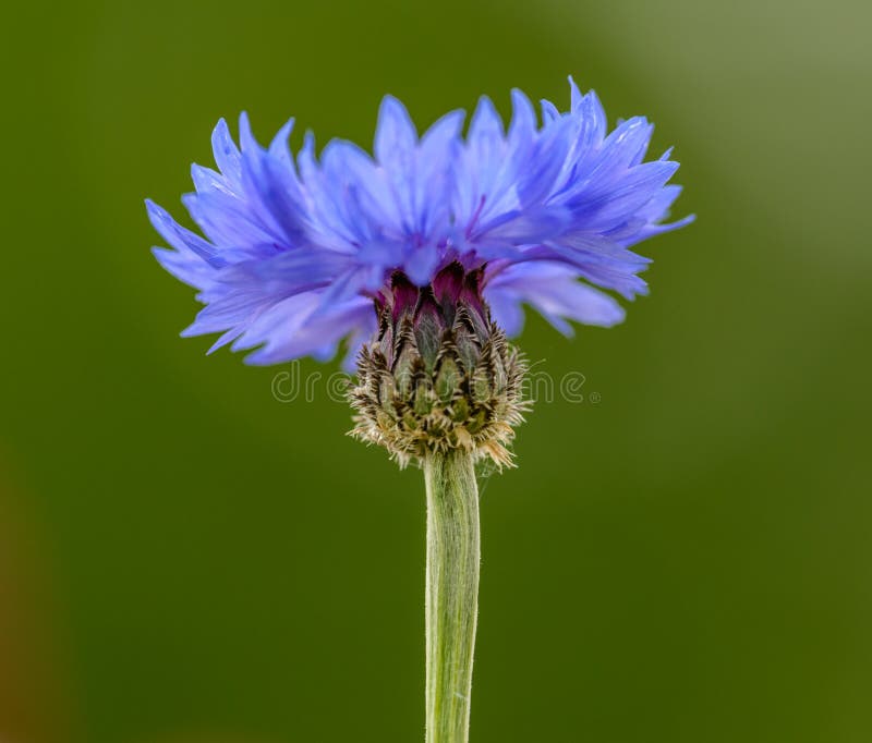 Flor de maíz azul o bachiller botón centaurea cyanus flor sobre fondo verde imagen de archivo Flor de maíz azul o bachiller botón centaurea cyanus flor sobre fondo verde imagen de archivo