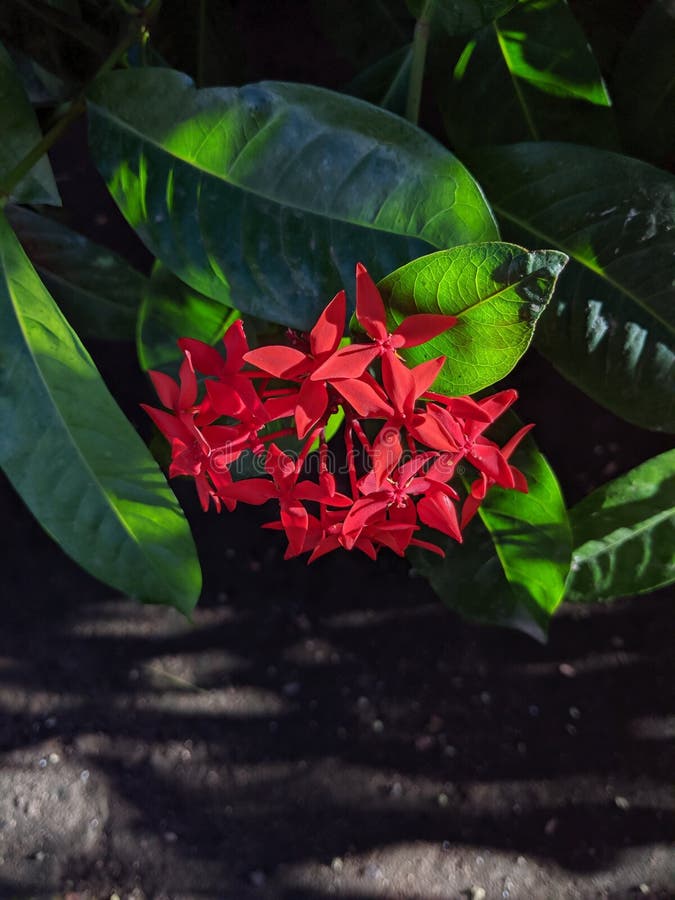 Flor De Miel Roja En Primavera Foto de archivo - Imagen de hoja, primer: 217943492 Flor De Miel Roja En Primavera Foto de archivo - Imagen de hoja, primer: 217943492