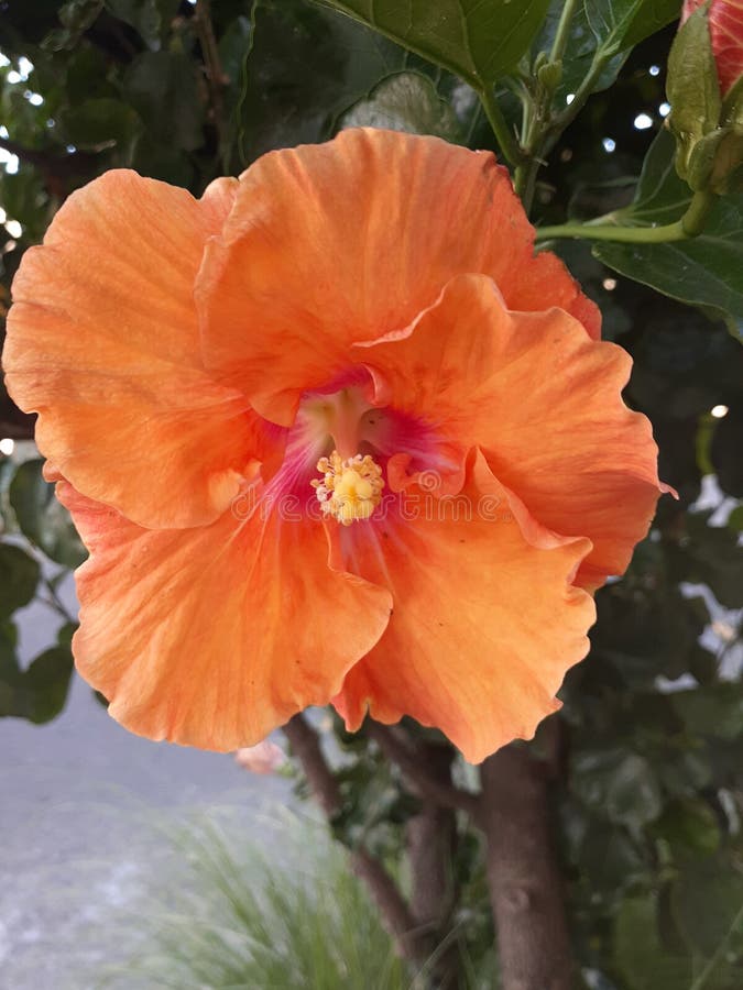 Flor De Naranja Con Cinco Pétalos. Flor De Hibisco O Rosa De Jamaica Imagen  de archivo - Imagen de producto, pétalo: 207855811