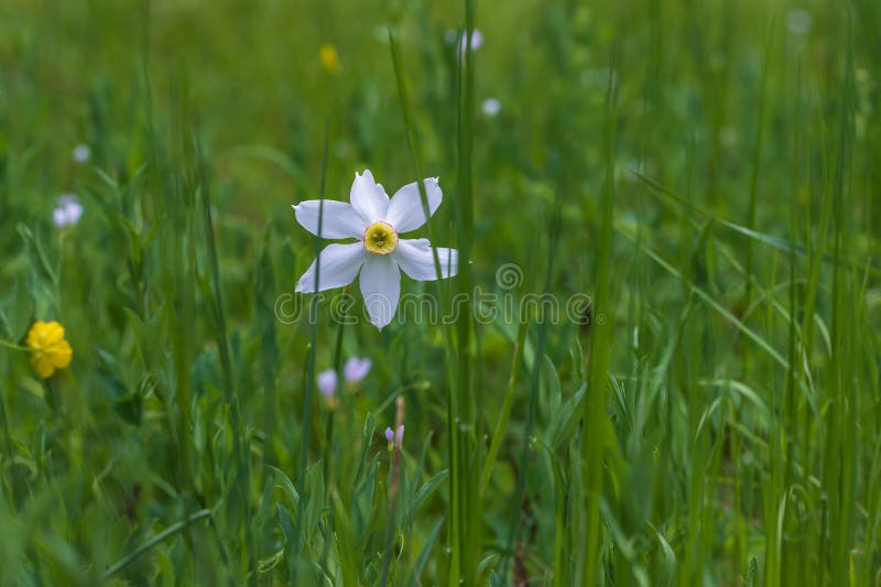 Flor de narciso branco de primavera em um campo verde imagem de stock royalty free
