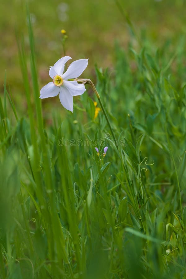 Flor de narciso branco de primavera em um campo verde fotografia de stock