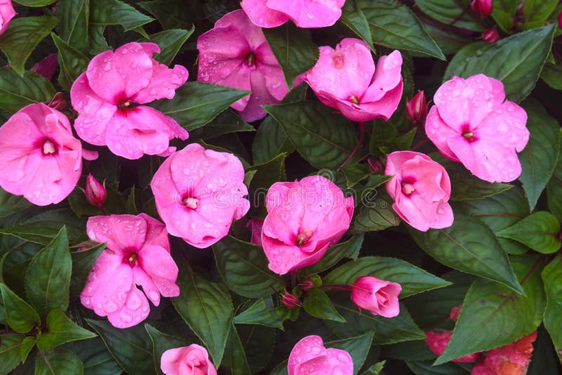 Impatiens Nova Guiné - Planthiza