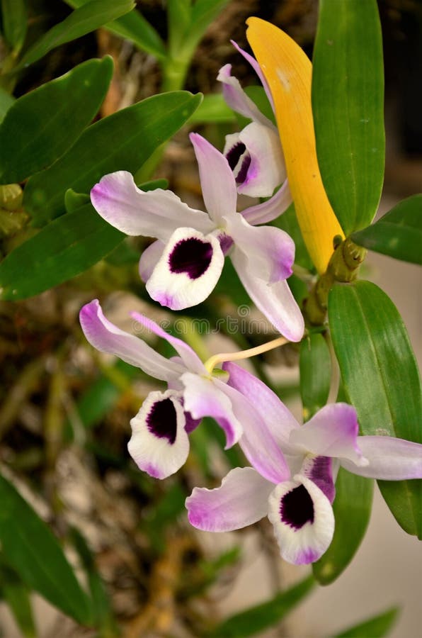 Flor De Orquídea Dendrobium Nobile No Tronco Da árvore Foto de Stock -  Imagem de bonito, florescer: 194094182