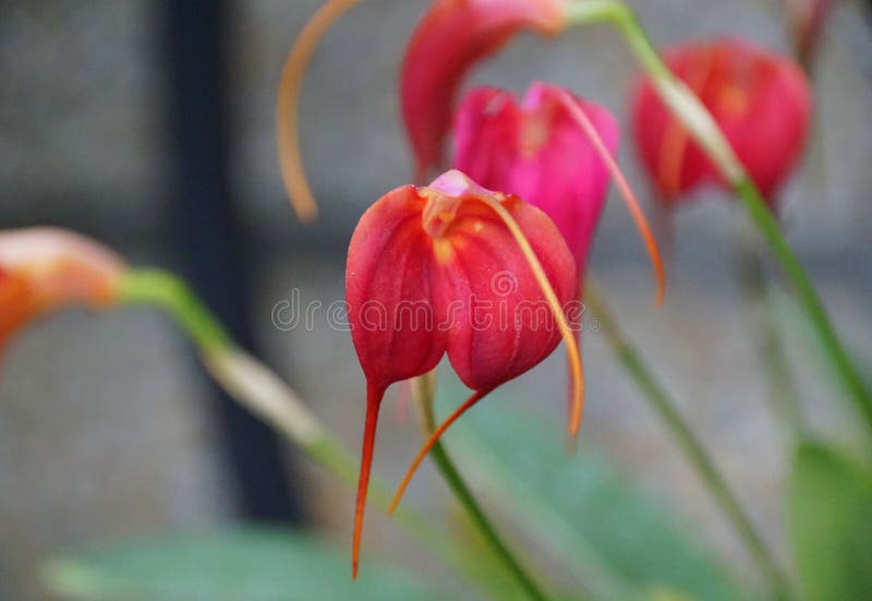 Flor De Orquídea Do Coração De Masdevallia Angel Foto de Stock - Imagem de  flora, exterior: 196416786