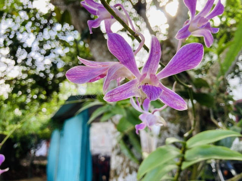 1,234 Dos Flores De La Orquídea Fotos de stock - Fotos libres de regalías  de Dreamstime