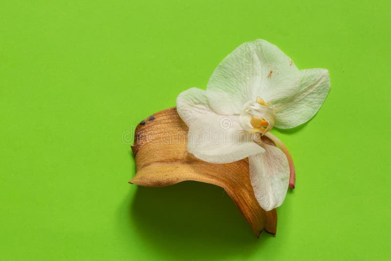 Flor De Orquídea Murchada Numa Armação De Fundo Isolada Foto de Stock -  Imagem de amarelo, naughty: 187004424