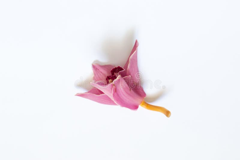 Flor De Orquídea Murchada Sobre Fundo Branco Foto de Stock - Imagem de  nostalgia, ligeiro: 176999828
