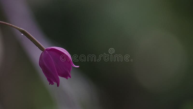 Orquídea de terra roxa foto de stock. Imagem de medicina - 168533528