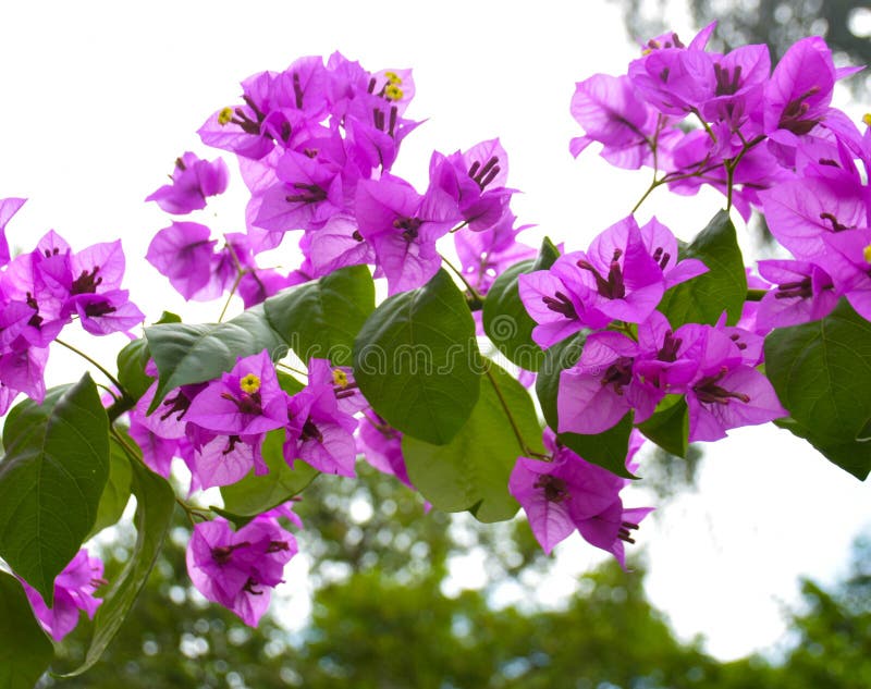 Flor de papel violeta hermosa en un parque, la India fotografía de archivo libre de regalías Flor de papel violeta hermosa en un parque, la India fotografía de archivo libre de regalías