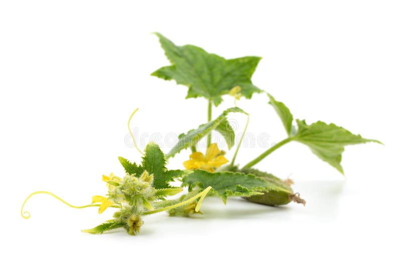 Cucumber flower with leaves isolated on white background. Cucumber flower with leaves isolated on white background