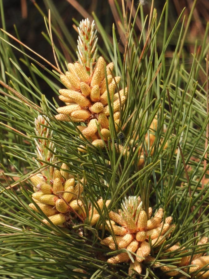 Pinus taiwanensis Hayata is a pine tree in the family Pinaceae. It can grow up to 30 meters tall and has a dark grayish brown bark. The branches are flat and the old tree has a flat crown Winter buds are dark brown, oval or long oval in shape, with a pointed tip and slight resin. The edges have fine serrations and stomatal lines on both sides Male cones are cylindrical in shape, light reddish brown in color, cones are ovoid in shape, sessile, drooping downwards. They are green before maturity and brown or dark brown at maturity. They often persist on trees for 6-7 years The seeds are inverted oval shaped, flowering from April to May, and the cones mature in October of the second year. Pinus taiwanensis Hayata is a pine tree in the family Pinaceae. It can grow up to 30 meters tall and has a dark grayish brown bark. The branches are flat and the old tree has a flat crown Winter buds are dark brown, oval or long oval in shape, with a pointed tip and slight resin. The edges have fine serrations and stomatal lines on both sides Male cones are cylindrical in shape, light reddish brown in color, cones are ovoid in shape, sessile, drooping downwards. They are green before maturity and brown or dark brown at maturity. They often persist on trees for 6-7 years The seeds are inverted oval shaped, flowering from April to May, and the cones mature in October of the second year.