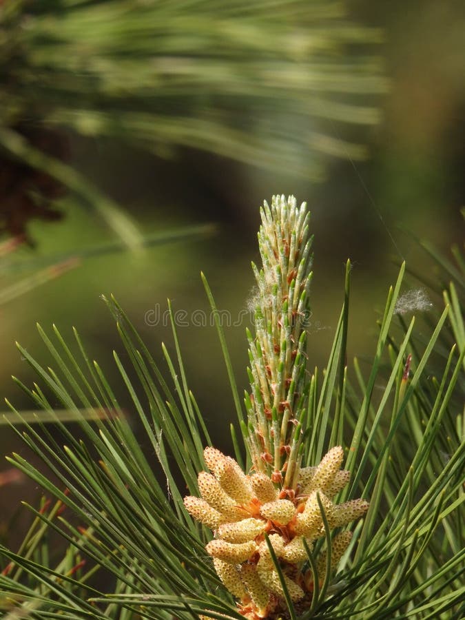 Pinus taiwanensis Hayata is a pine tree in the family Pinaceae. It can grow up to 30 meters tall and has a dark grayish brown bark. The branches are flat and the old tree has a flat crown Winter buds are dark brown, oval or long oval in shape, with a pointed tip and slight resin. The edges have fine serrations and stomatal lines on both sides Male cones are cylindrical in shape, light reddish brown in color, cones are ovoid in shape, sessile, drooping downwards. They are green before maturity and brown or dark brown at maturity. They often persist on trees for 6-7 years The seeds are inverted oval shaped, flowering from April to May, and the cones mature in October of the second year. Pinus taiwanensis Hayata is a pine tree in the family Pinaceae. It can grow up to 30 meters tall and has a dark grayish brown bark. The branches are flat and the old tree has a flat crown Winter buds are dark brown, oval or long oval in shape, with a pointed tip and slight resin. The edges have fine serrations and stomatal lines on both sides Male cones are cylindrical in shape, light reddish brown in color, cones are ovoid in shape, sessile, drooping downwards. They are green before maturity and brown or dark brown at maturity. They often persist on trees for 6-7 years The seeds are inverted oval shaped, flowering from April to May, and the cones mature in October of the second year.