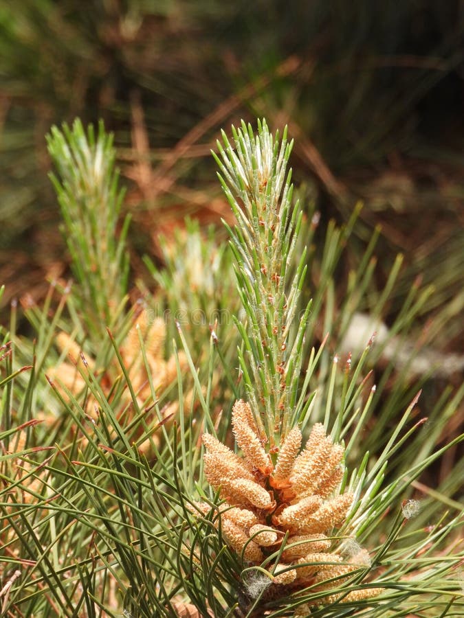 Pinus taiwanensis Hayata is a pine tree in the family Pinaceae. It can grow up to 30 meters tall and has a dark grayish brown bark. The branches are flat and the old tree has a flat crown Winter buds are dark brown, oval or long oval in shape, with a pointed tip and slight resin. The edges have fine serrations and stomatal lines on both sides Male cones are cylindrical in shape, light reddish brown in color, cones are ovoid in shape, sessile, drooping downwards. They are green before maturity and brown or dark brown at maturity. They often persist on trees for 6-7 years The seeds are inverted oval shaped, flowering from April to May, and the cones mature in October of the second year. Pinus taiwanensis Hayata is a pine tree in the family Pinaceae. It can grow up to 30 meters tall and has a dark grayish brown bark. The branches are flat and the old tree has a flat crown Winter buds are dark brown, oval or long oval in shape, with a pointed tip and slight resin. The edges have fine serrations and stomatal lines on both sides Male cones are cylindrical in shape, light reddish brown in color, cones are ovoid in shape, sessile, drooping downwards. They are green before maturity and brown or dark brown at maturity. They often persist on trees for 6-7 years The seeds are inverted oval shaped, flowering from April to May, and the cones mature in October of the second year.