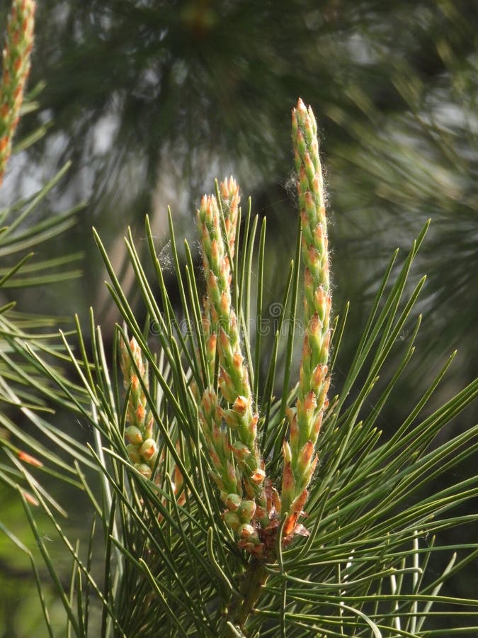 Pinus taiwanensis Hayata is a pine tree in the family Pinaceae. It can grow up to 30 meters tall and has a dark grayish brown bark. The branches are flat and the old tree has a flat crown Winter buds are dark brown, oval or long oval in shape, with a pointed tip and slight resin. The edges have fine serrations and stomatal lines on both sides Male cones are cylindrical in shape, light reddish brown in color, cones are ovoid in shape, sessile, drooping downwards. They are green before maturity and brown or dark brown at maturity. They often persist on trees for 6-7 years The seeds are inverted oval shaped, flowering from April to May, and the cones mature in October of the second year. Pinus taiwanensis Hayata is a pine tree in the family Pinaceae. It can grow up to 30 meters tall and has a dark grayish brown bark. The branches are flat and the old tree has a flat crown Winter buds are dark brown, oval or long oval in shape, with a pointed tip and slight resin. The edges have fine serrations and stomatal lines on both sides Male cones are cylindrical in shape, light reddish brown in color, cones are ovoid in shape, sessile, drooping downwards. They are green before maturity and brown or dark brown at maturity. They often persist on trees for 6-7 years The seeds are inverted oval shaped, flowering from April to May, and the cones mature in October of the second year.