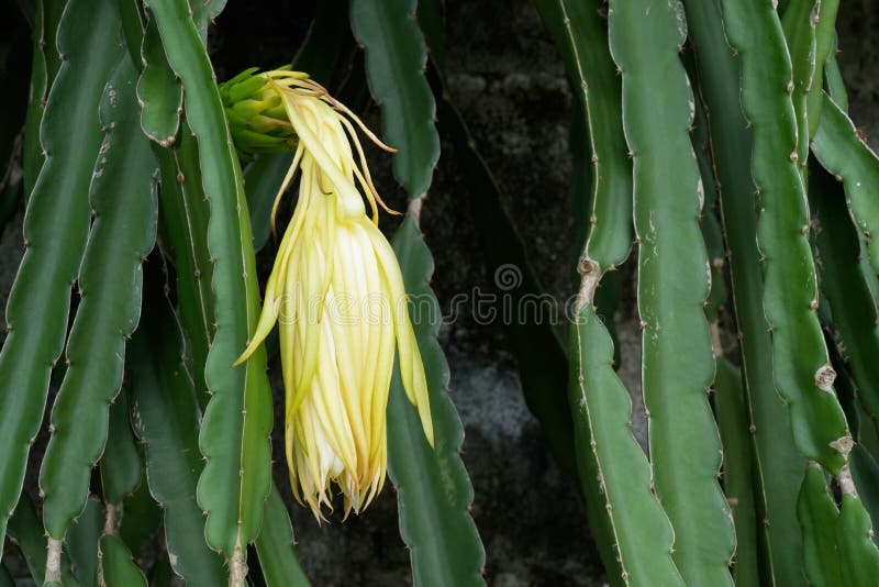 Flor de Pitaya foto de stock. Imagem de alimento, pétala - 75289024