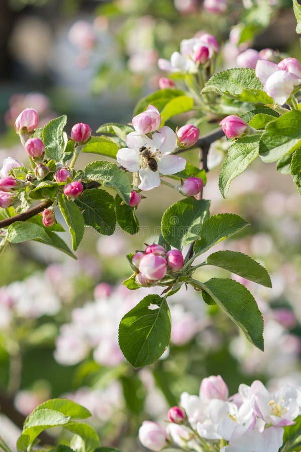 Flor de polinización de la manzana de la abeja de la miel Las floraciones del manzano Apenas llovido encendido Foto vertical fotografía de archivo Flor de polinización de la manzana de la abeja de la miel Las floraciones del manzano Apenas llovido encendido Foto vertical fotografía de archivo