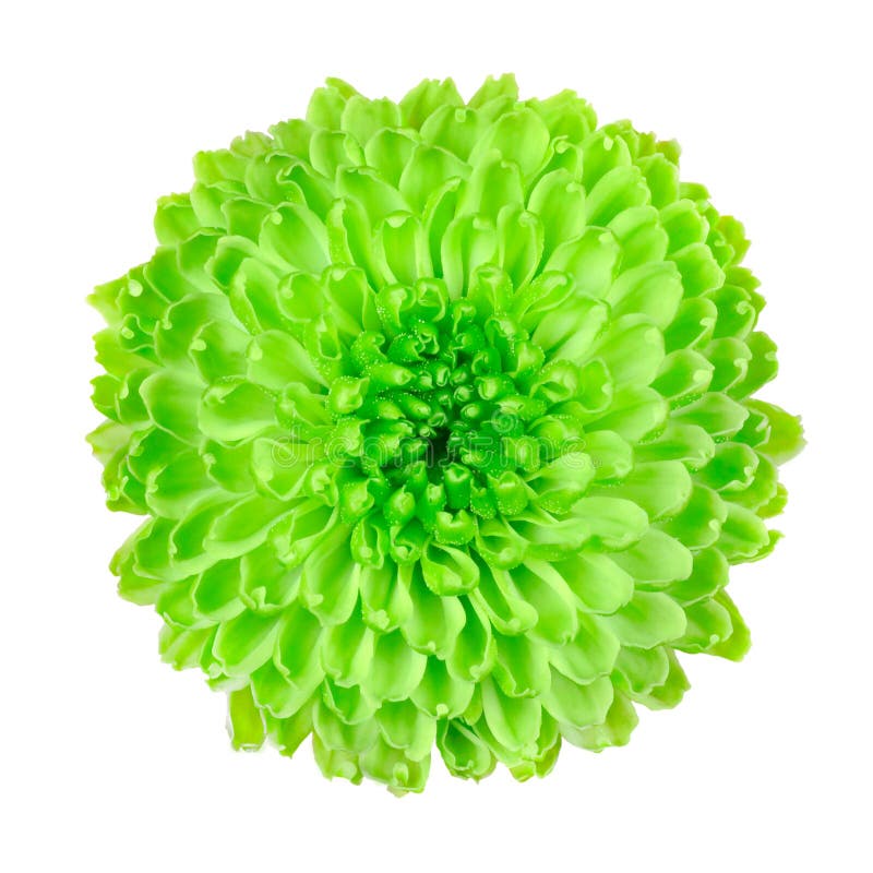 Flor de pompom verde-limão isolada sobre fundo branco imagem de stock royalty free