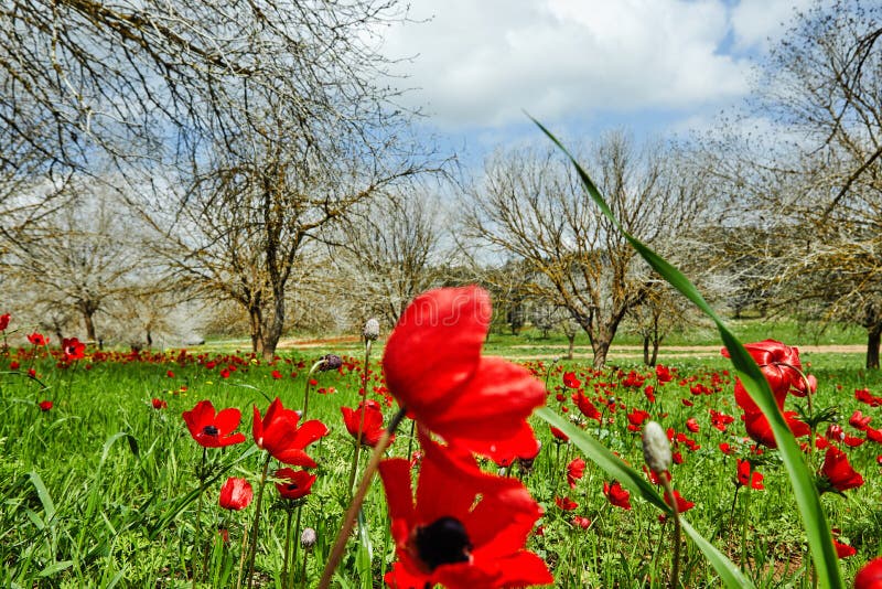 Flor De Primavera De Flores Rojas Anémonas En Prados Verdes En El Sur De Israel Flores De Amapola Roja, Flor Nacional De Israel Foto de archivo - Imagen de paisaje, rosa: 175424496 Flor De Primavera De Flores Rojas Anémonas En Prados Verdes En El Sur De Israel Flores De Amapola Roja, Flor Nacional De Israel Foto de archivo - Imagen de paisaje, rosa: 175424496