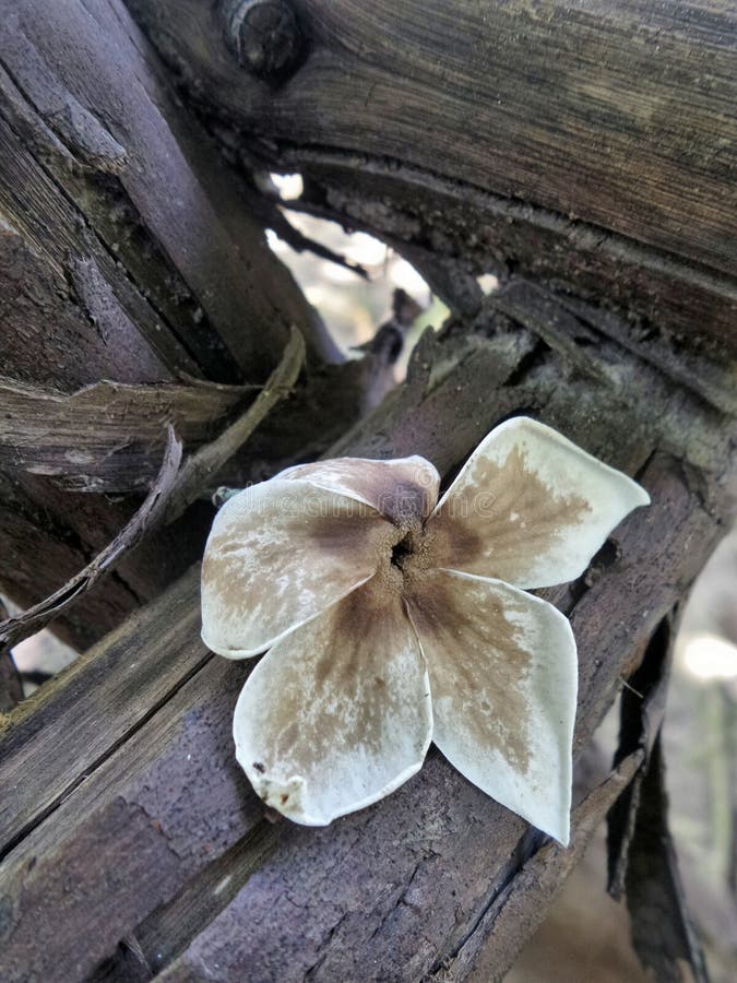 Flor De Queda Secada Na Madeira Podre Velha Foto de Stock - Imagem de  madeira, jardim: 62669096