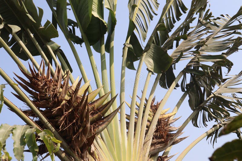 Flower of Ravenala Madagascariensis Stock Photo - Image of leaf, pattern:  97525378