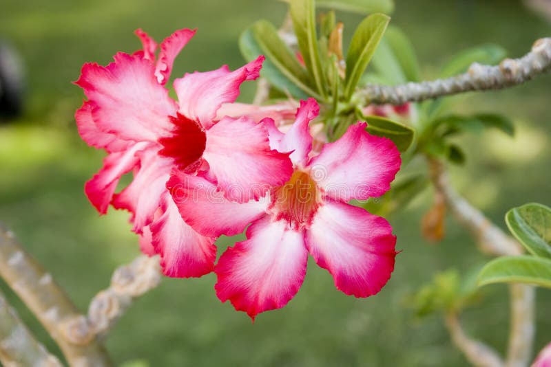 Flor de Rosa de deserto imagem de stock Flor de Rosa de deserto imagem de stock