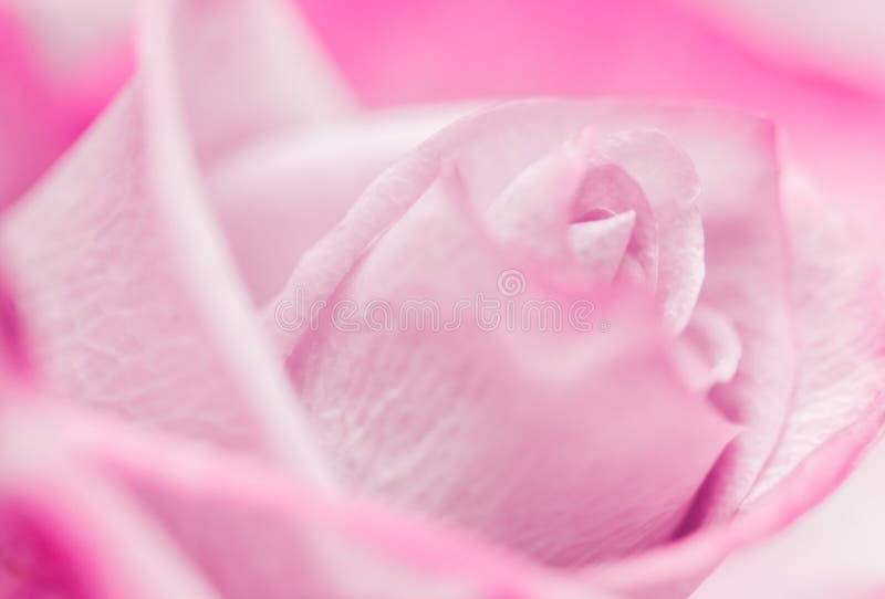 Botões de flor de peão rosa com folhas grandes em fundo branco