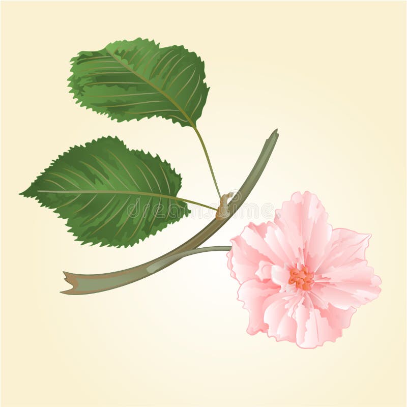 Flor de Sakura con vector de las hojas libre illustration Flor de Sakura con vector de las hojas libre illustration