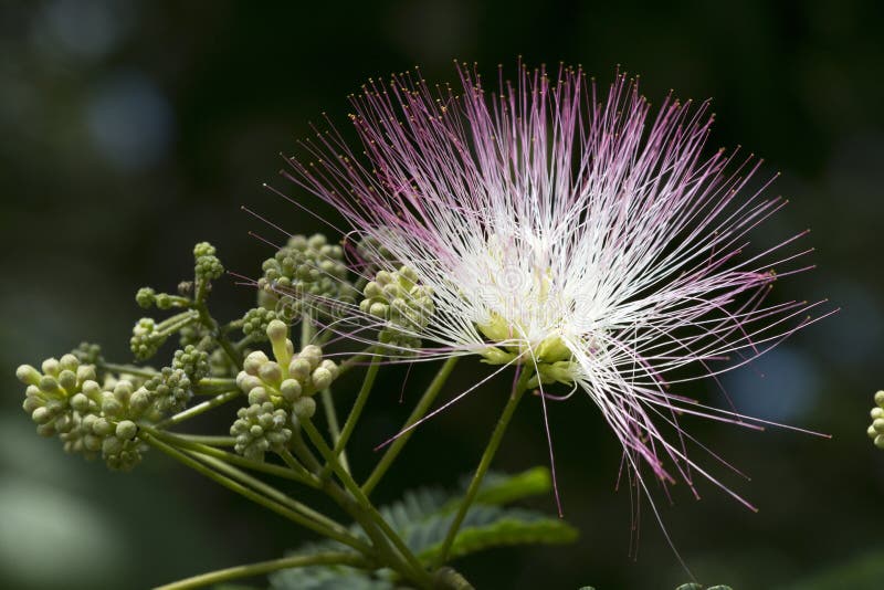 Flor De Seda Da árvore Do Mimosa De Alabama Foto de Stock - Imagem de  folhas, unido: 25744960