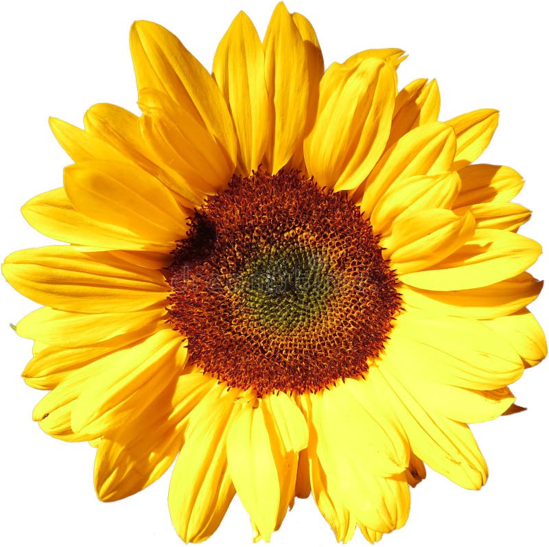 Flor de Sun en fondo transparente en el fichero adicional del png