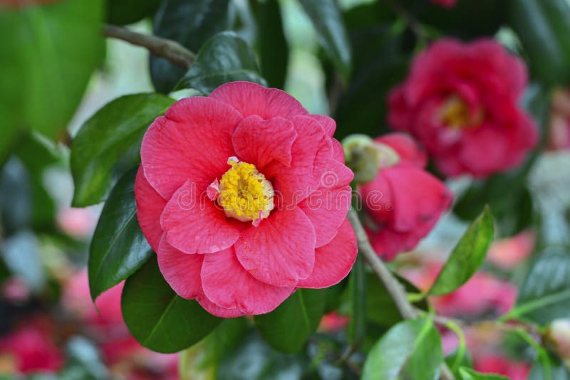 Flor De Uma Camélia Cor-de-rosa Em Uma árvore Foto de Stock - Imagem de  buquê, peônia: 112529418