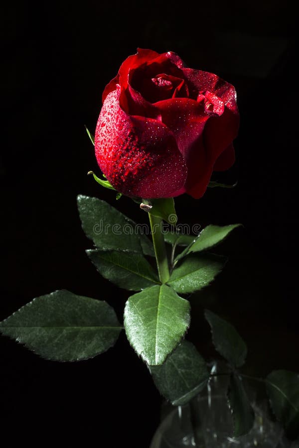 Featured image of post Fotos De Rosas Vermelhas Com Fundo Preto Rosas vermelhas em um fundo preto