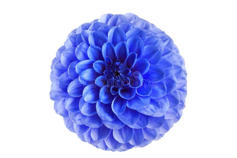 Flor De Una Dalia Azul En Un Fondo Blanco Imagen de archivo - Imagen de  dalia, flores: 100810445