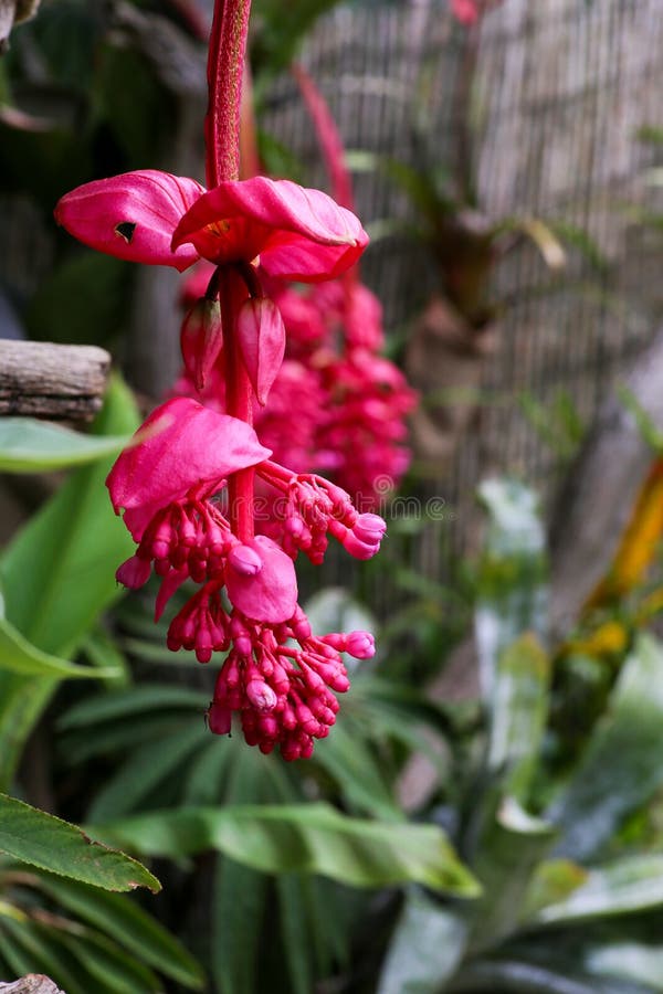 Flor De Una Flor Filipina De La Orquídea Imagen de archivo - Imagen de  madera, llamativo: 76023413