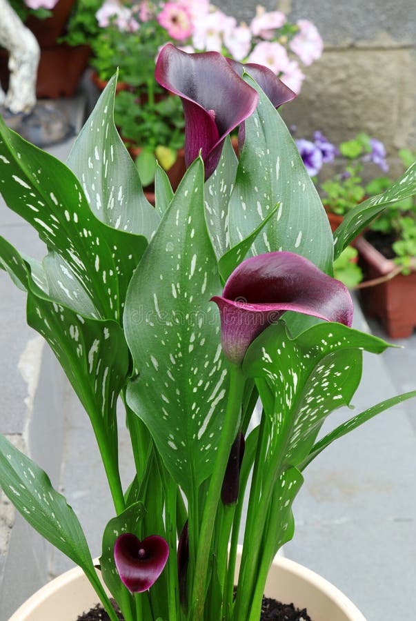 Flor De Verano Zantedeschia. Lirio De Calla Negra En Una Olla. Arum Lily.  Flores En El Jardín. Hojas Verdes Foto de archivo - Imagen de cubo,  travieso: 189033534