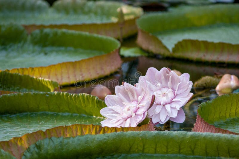 A flor de Victoria no amazonica de Victoria das Amazonas imagens de stock A flor de Victoria no amazonica de Victoria das Amazonas imagens de stock