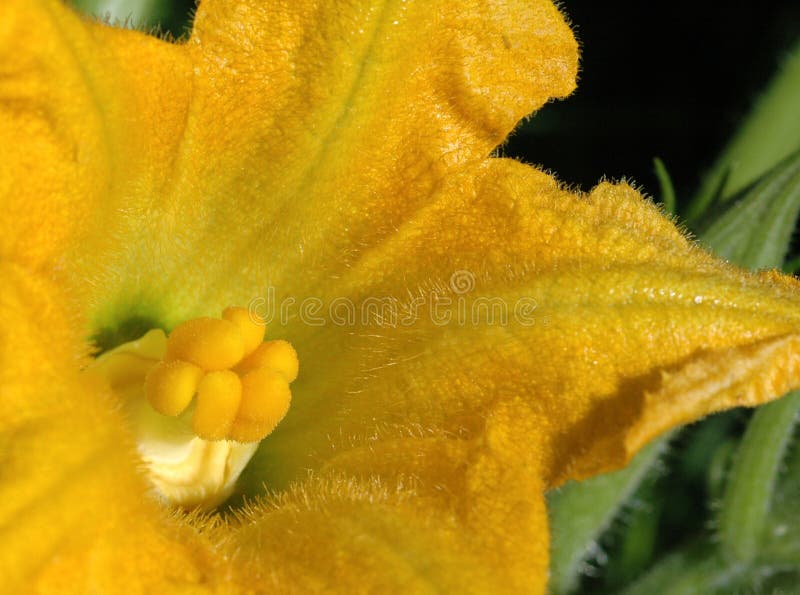 Flor de Zuchinni imagem de stock Flor de Zuchinni imagem de stock